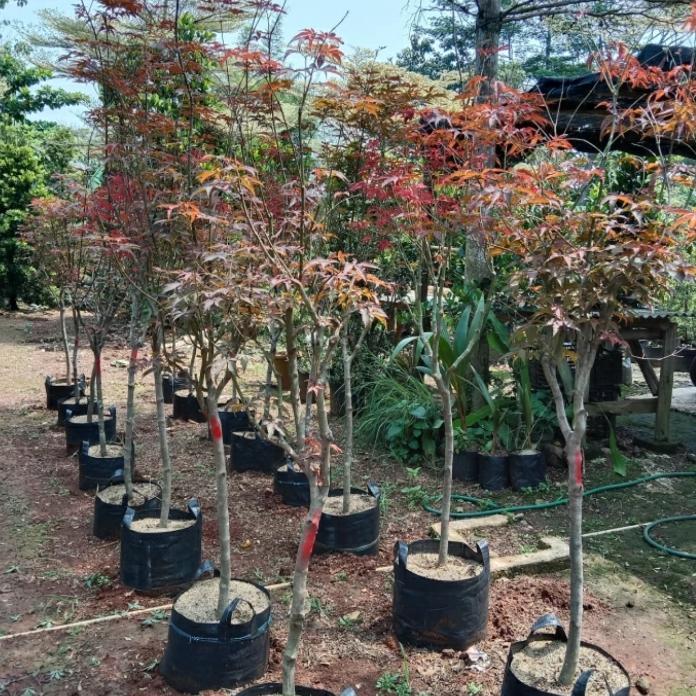 Pohon Red Maple Jepang.
