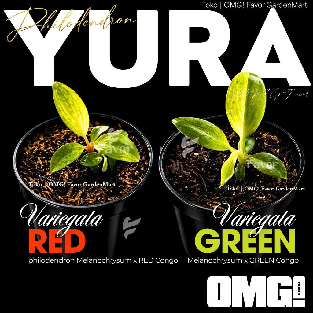 Philodendron YURA VARIEGATA RED & GREEN (Philodendron Melanochrysum x Red/Green Congo) | Tanaman Hia