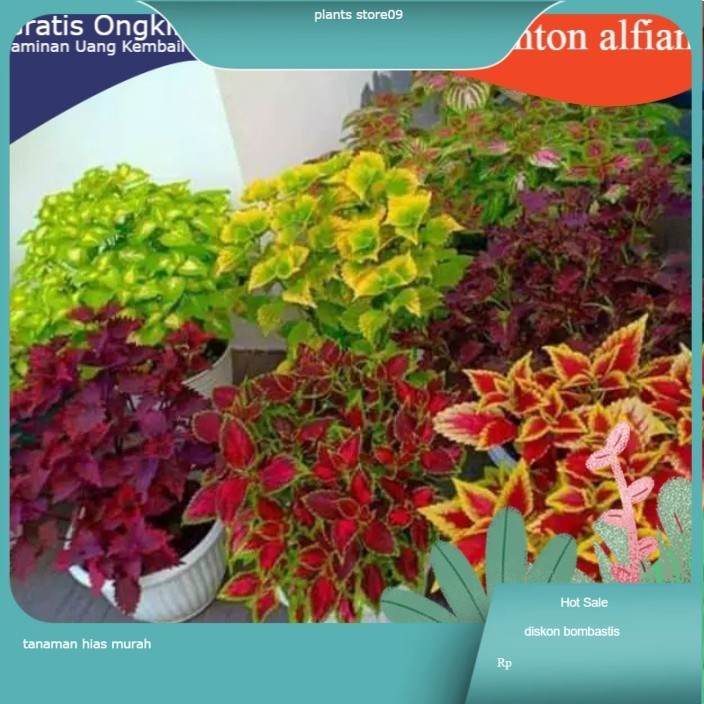 PAKET 5 POHON TANAMAN HIAS MIANA - TANAMAN HIAS HIDUP - BUNGA HIDUP - BUNGA HIAS