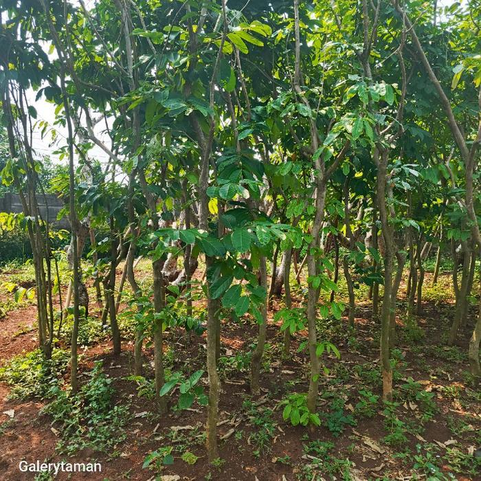 pohon bungur tinggi 3 meter