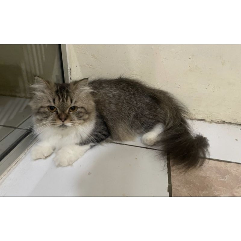 kucing persia flatnose bigbone