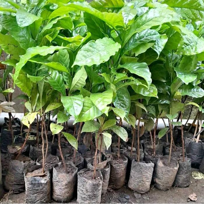 5 pcs benih bibit kopi robusta