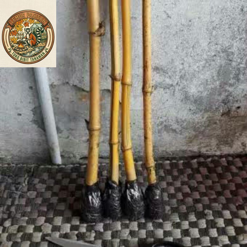 Bambu Kuning Mini, Bambu Kuning Hias, Bambu Kuning Tanaman Hias, Bambu Kuning Asli
