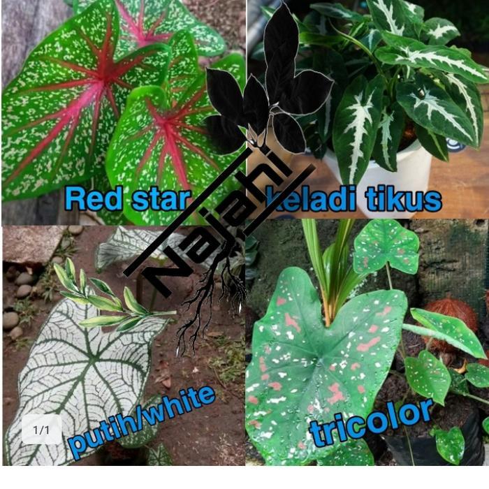 Paket 4 tanaman keladi cantik.