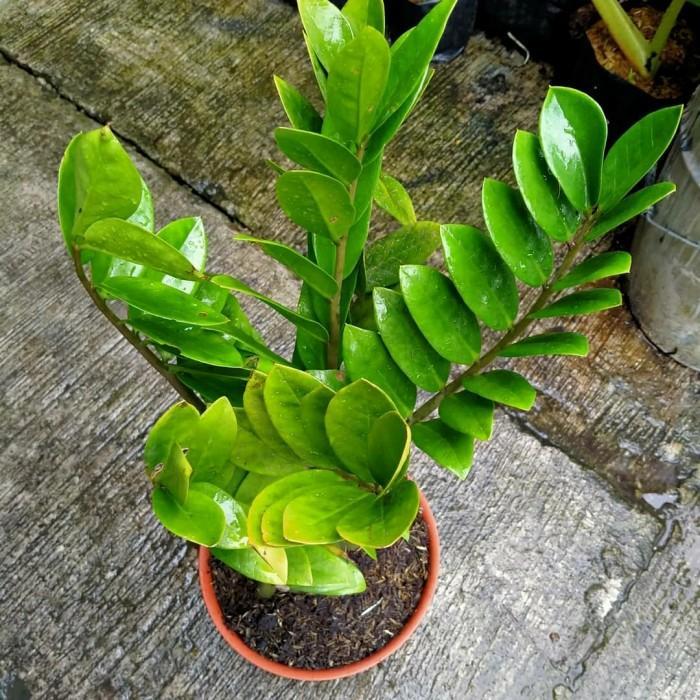 tanaman hias zamia dolar - pohon zamia dolar Z plant