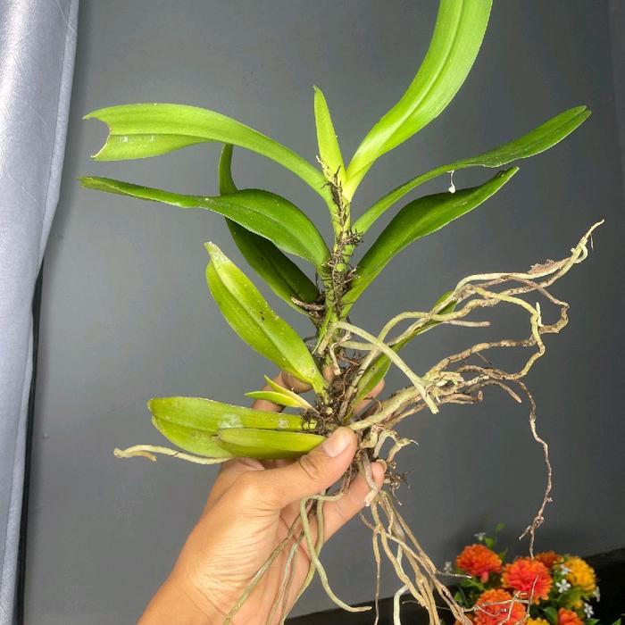 3 anggrek Vanda hitam langka