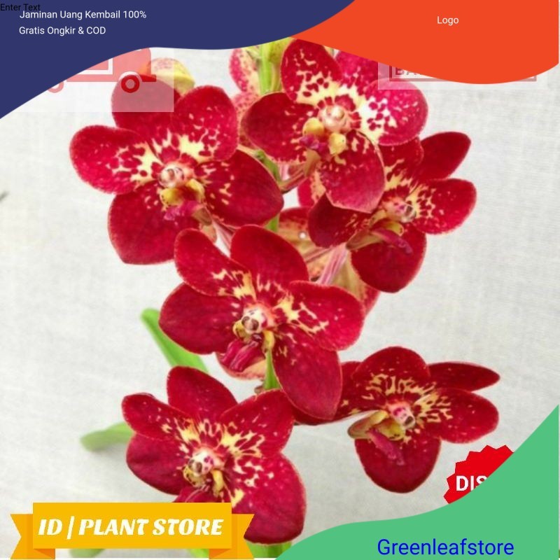 Anggrek cymbidium dewasa Siap Bunga Meisha/BUNGA ANGGREK/ANGGREK HIDUP/BUNGA HIDUP/BUNGA HIAS/TANAMA