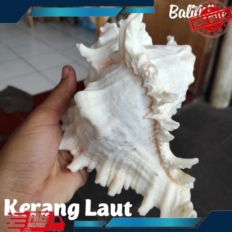 CANGKANG KERANG HIAS/KERANG LAUT HIAS/HIASAN KERANG/SEASHELL/SEASHELLS/KERAJINAN KERANG PASTI DICARI