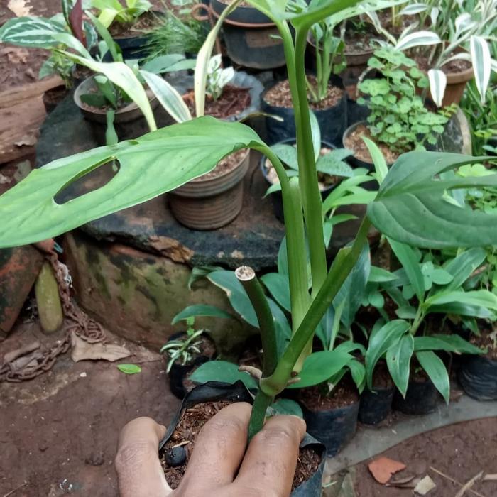 Tanaman hias, pohon janbol/ janda bolong daun besar