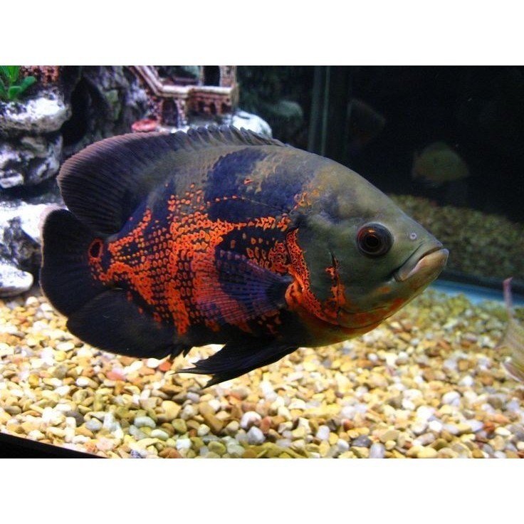 Ikan Oscar Batik ( PAKET ISI 2 ) Black Red Ukuran 6-7 cm ( 2 Jari )