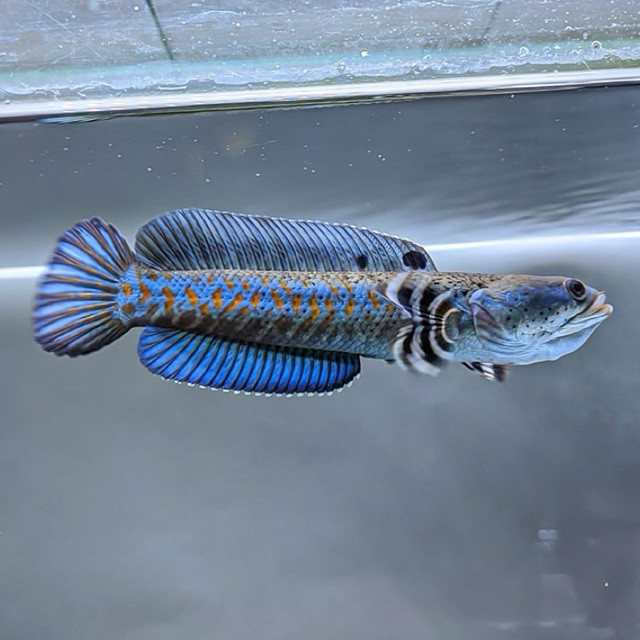 Chana Blue pulchra Free  full dot dan yellow spot+ GARANSI100%