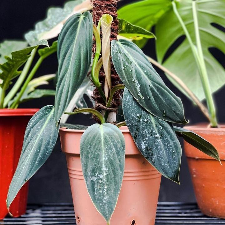 Tanaman hias philodendron Gigas - Tanaman hias koleksi - philodendron
