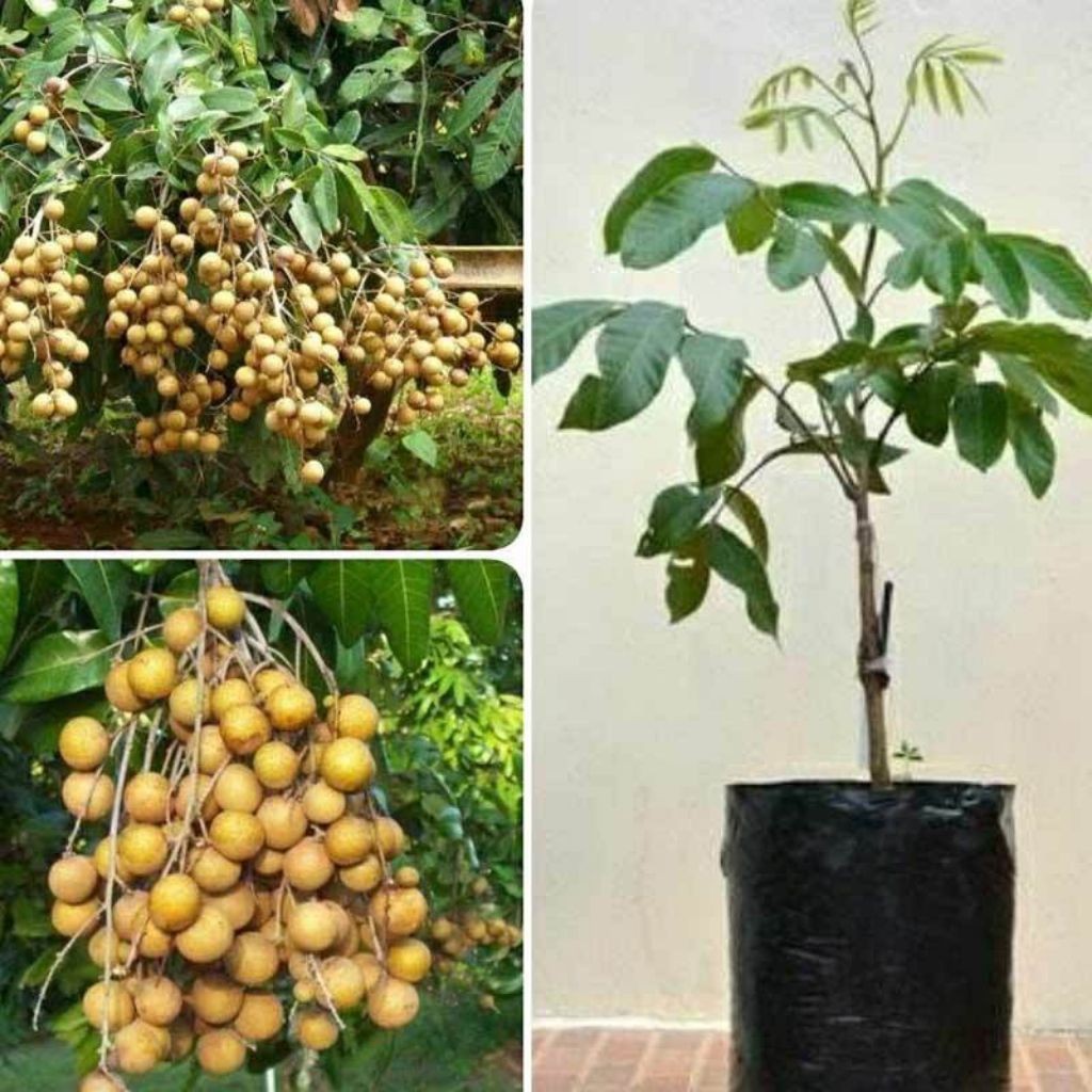 Bibit Kelengkeng Matalada Siap Buah okulasi  tinggi 90cm