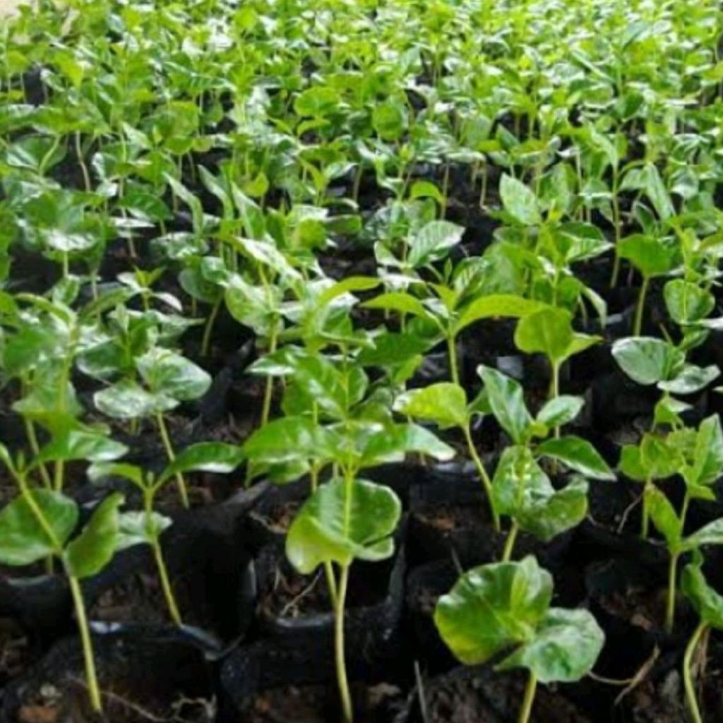 Bibit kopi Robusta Lampung klon Bagio Cabutan Paket 50 Batang segar berkisaran 10-20 cm