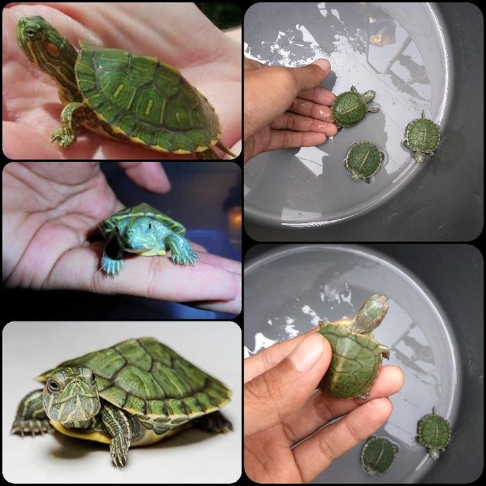 kura kura brazil baby untuk aquarium