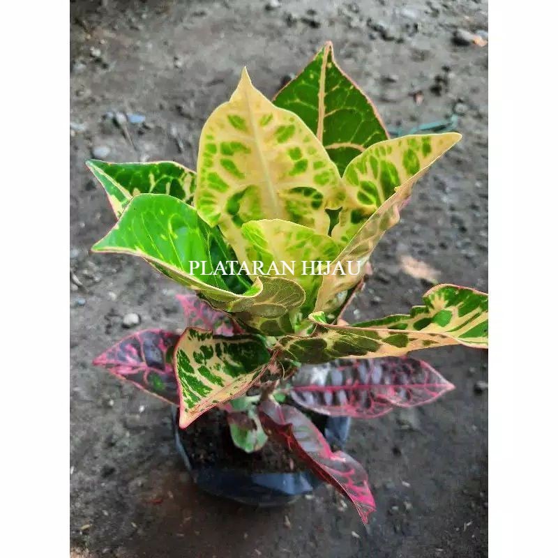 NEW Tanaman Hias Puring Kura Kura / Pohon Puring Kura Murah / Tanaman Outdoor Puring Kura Tanaman Hi
