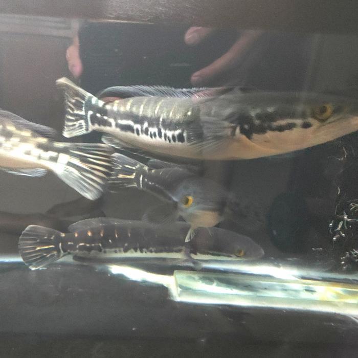 Ready Ikan Hias Ikan Channa Micropeltes Ikan Toman Foto Original