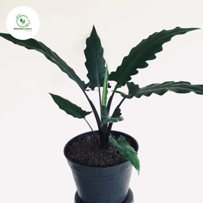 Tanaman hias Alocasia lauterbachiana - Alocasia keris Papua