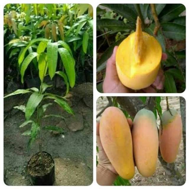 Bibit mangga chokanan super murah Siap Tanam Siap Berbuah