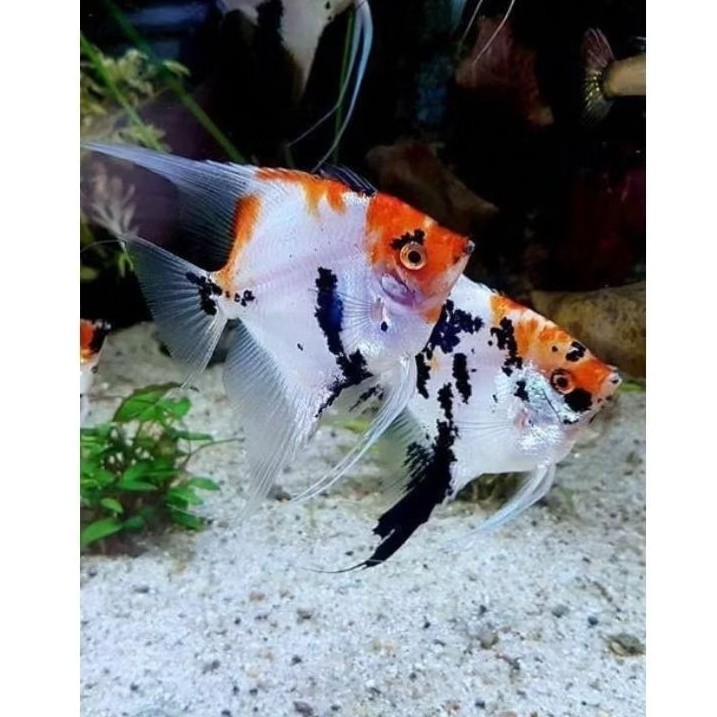 Manfish Koi 2.5-3 Cm Ikan Hias Aquarium ( SEPASANG) prediksi bergaransi