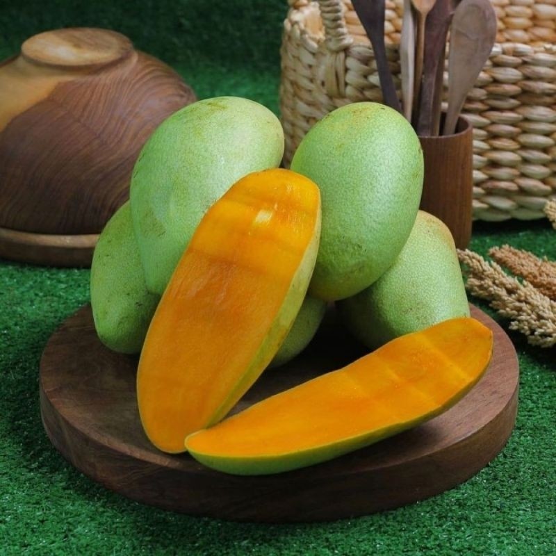 Bibit Tanaman Mangga Golek Madu Hasil Okulasi Mudah Berbuah Tabulampot