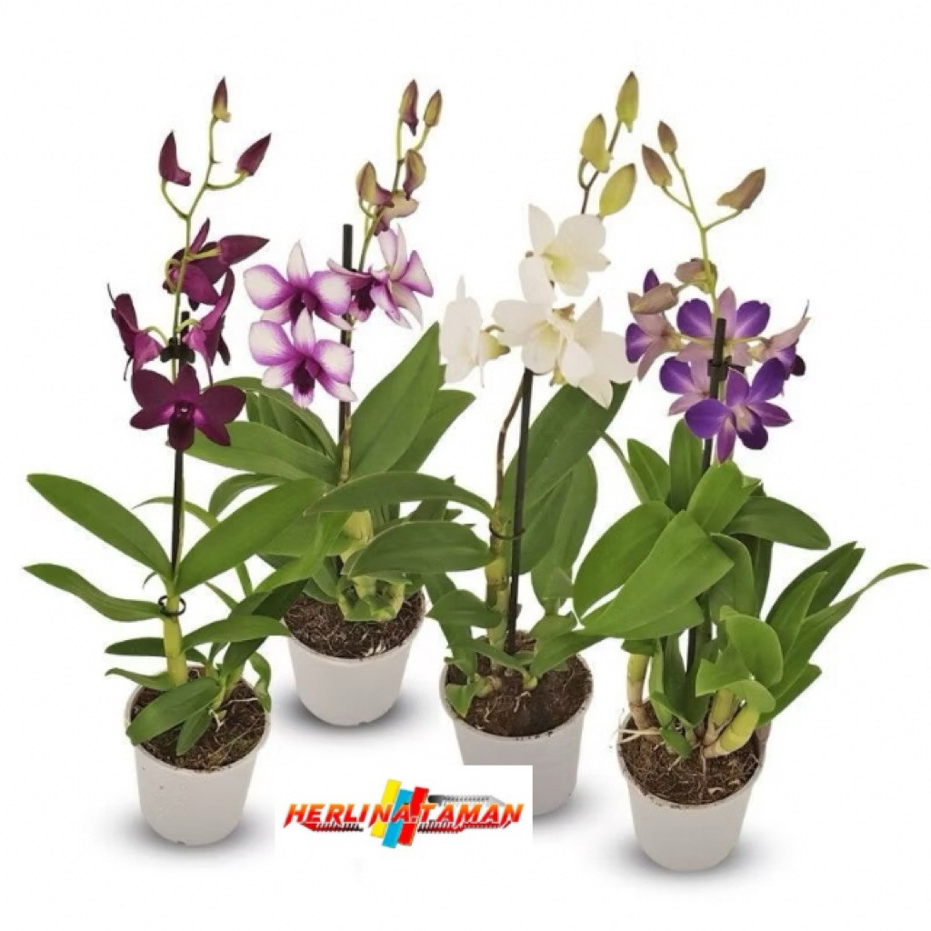PROMO!!ANGGREK DENDROBIUM DEWASA / BUNGA ANGGREK DENDROBIUM DEWASA