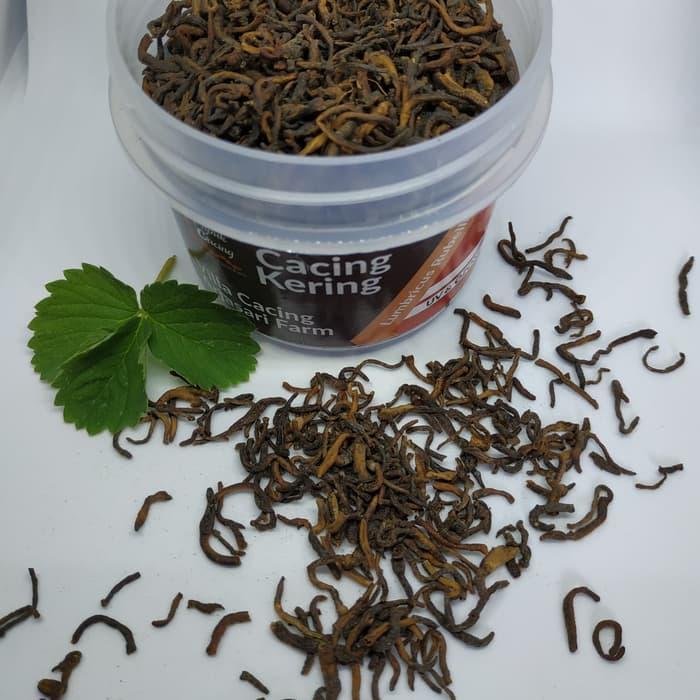 Ready Cacing Kering Lumbricus Rubellus (100% Asli) tanpa campuran