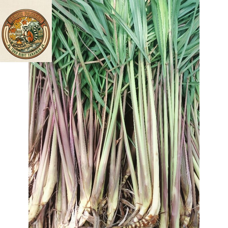1 kg sereh merah sereh wangi