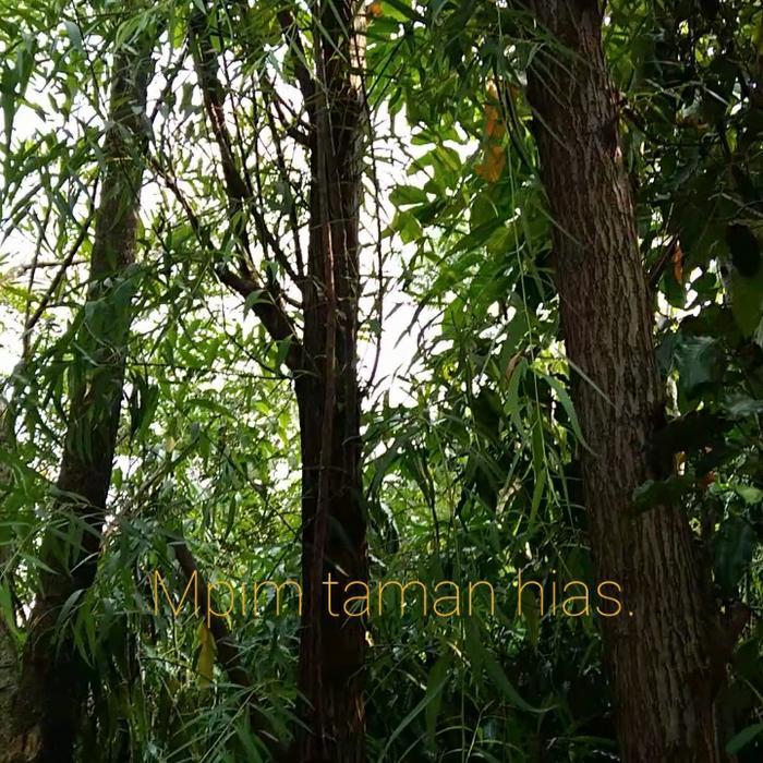 Tanaman hias, pohon Liang liu.