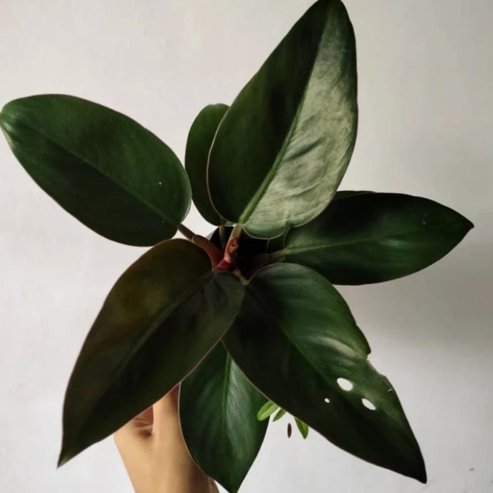 Tanaman hias philodendron Red Congo - Red Congo - tanaman hias philodendron