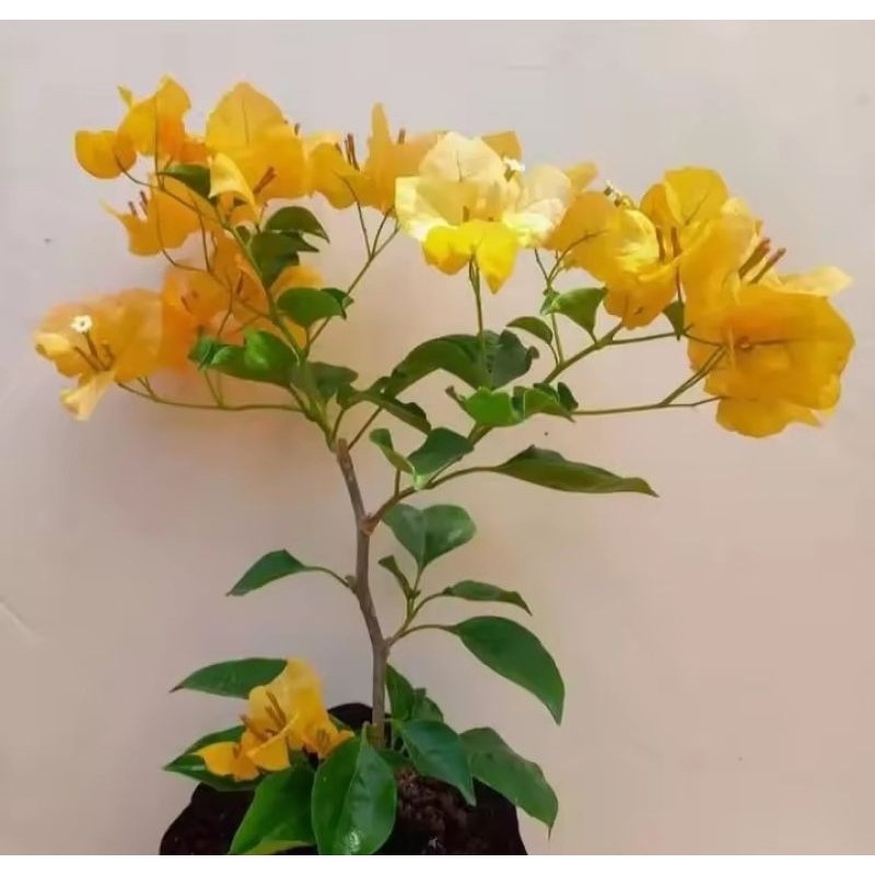 Tanaman hias bougenville monalisa kuning - bougenville bunga kuning