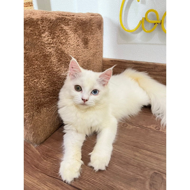 kucing persia kitten lucu umur 2-3 bulan