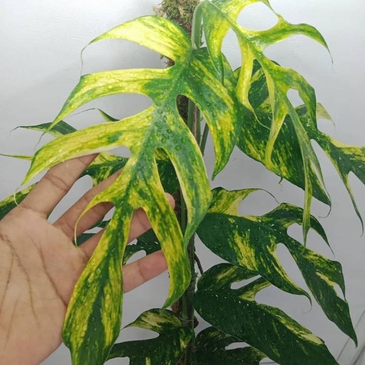 Tanaman hias monstera epipremnum kujang kuning - Epipremnum Varigata