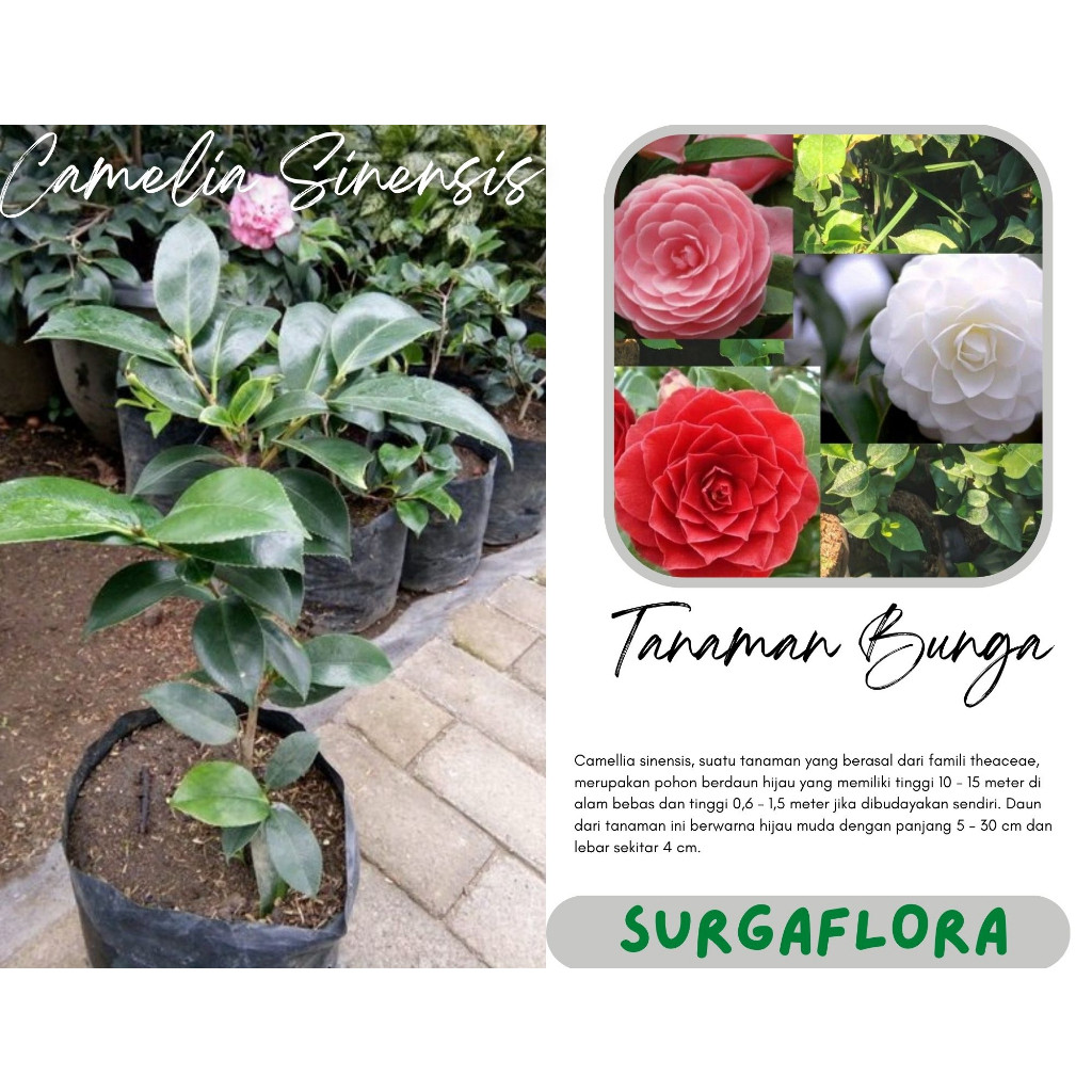 Tanaman Hidup Bunga Camelia Tumpuk - Bunga Hias Camelia Ready 5 Warna