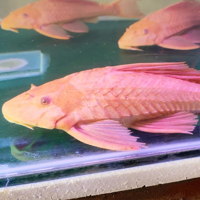Ready IKAN HIAS IKAN SAPU SAPU ALBINO PEMBERSIH LUMUT AQUARIUM