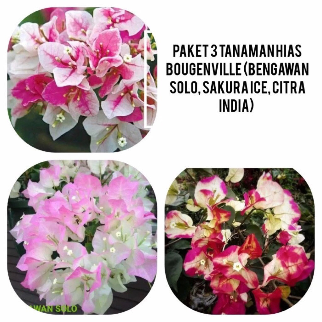 Tanaman Hias Bougenville 3 Jenis Termurah - Tanaman Kembang Kertas Termurah Berkualitas - bunga boug