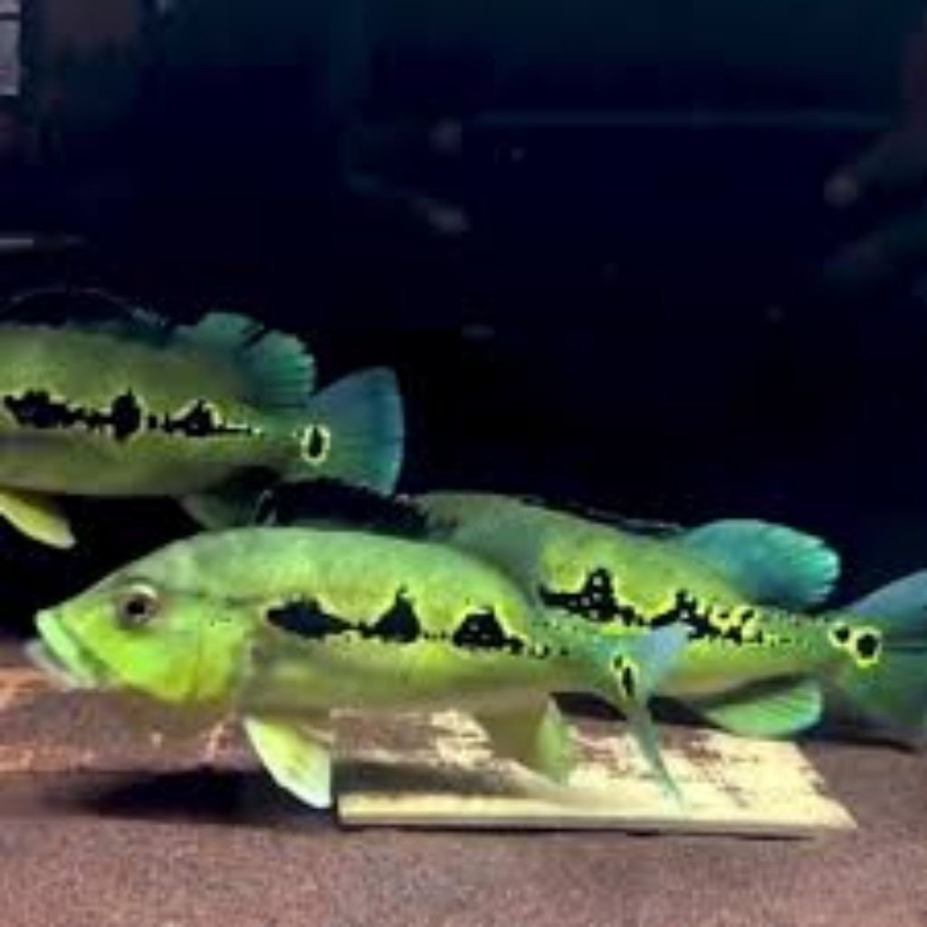 bura yak pbass mono baby pihak sz 4-6 cm