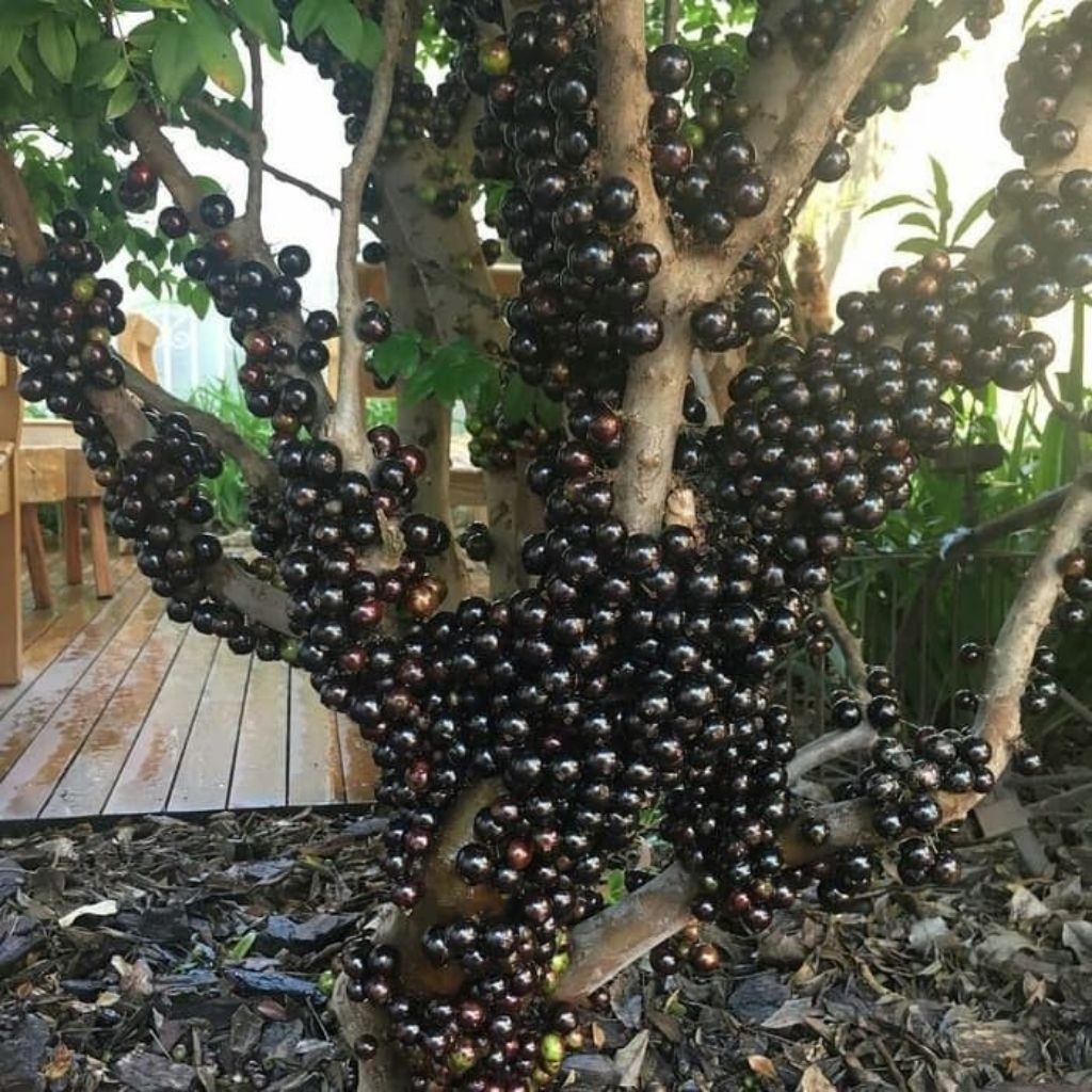 Tanaman Anggur Brazil Batang Besar Siap Berbuah Pohon Anggur