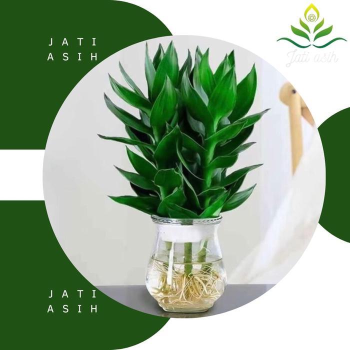 TANAMAN BAMBU KEBERUNTUNGAN BAMBU GUANYIN TANAMAN TUMBUHAN HIDUP Daun Bibit hoki sri rezeki