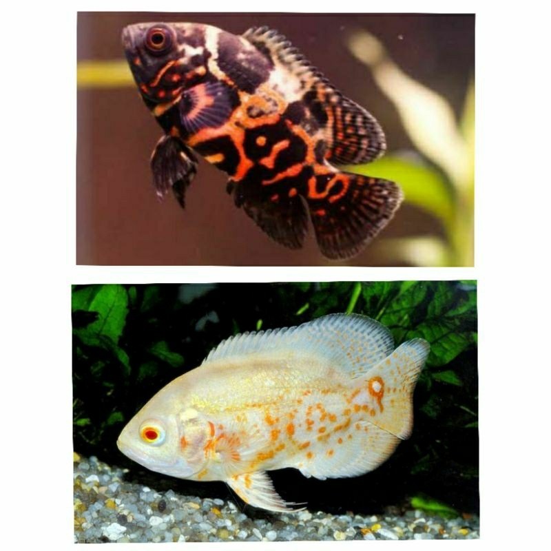 oscar - ikan oscar tiger black 6-9 cm  / oscar platinum paris albino / ikan hias oscar tengmet