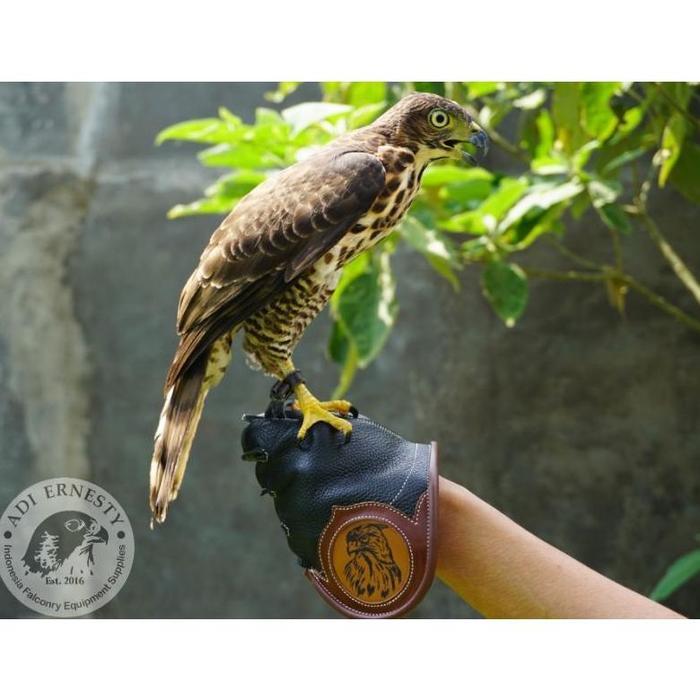 Premium Short Falconry Glove / sarung tangan alap alap - black, XL