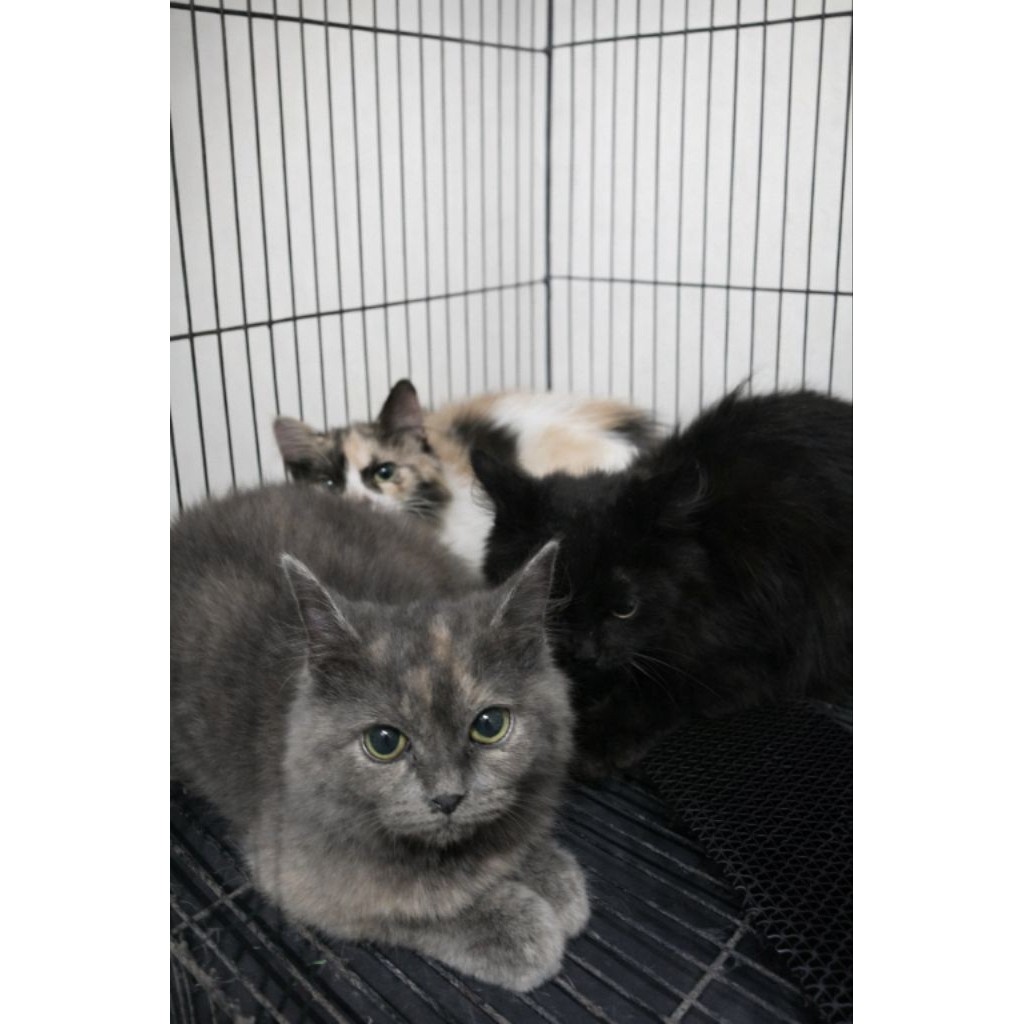 Kitten kucing bsh mix persia
