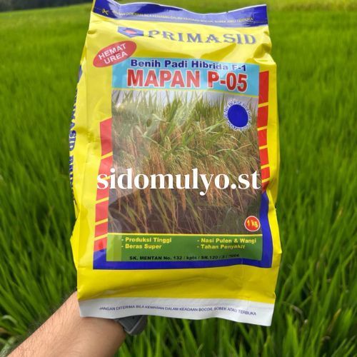 (BISA COD) READY STOK Benih Bibit Padi Hibrida MAPAN P-05 Asli 1Kg
