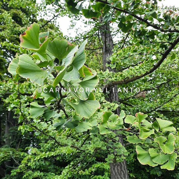Ready Biji Benih Seed Tanaman Herbal Hias Ginkgo Biloba