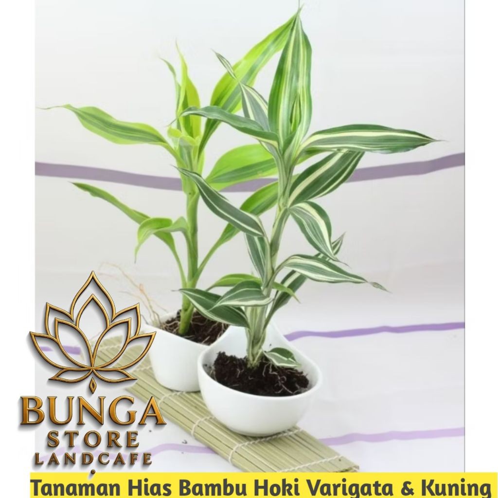 ( PAKET 2 BAMBU HOKI) Tanaman Hias Bambu Hoki Varigata & Bambu Hoki Kuning