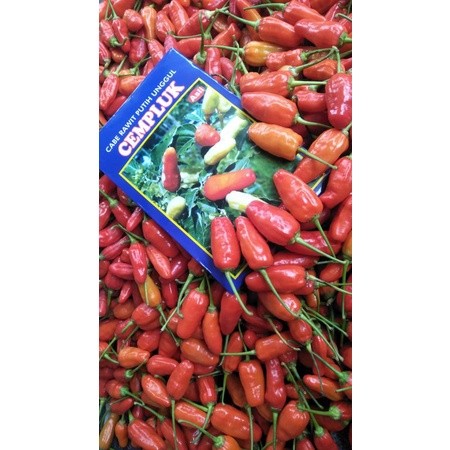 benih Cabe rawit CEMPLUK 10gr varietas tahan pathek