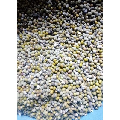 Kacang Hijau untuk pakan ternak hamster,kambing,ayam dll