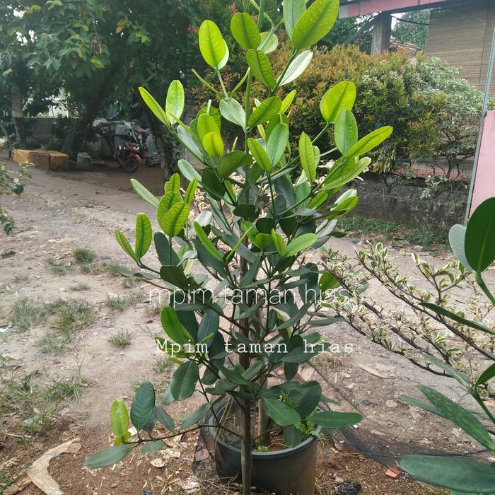 pohon garcenia, tinggi 1,5 meter.