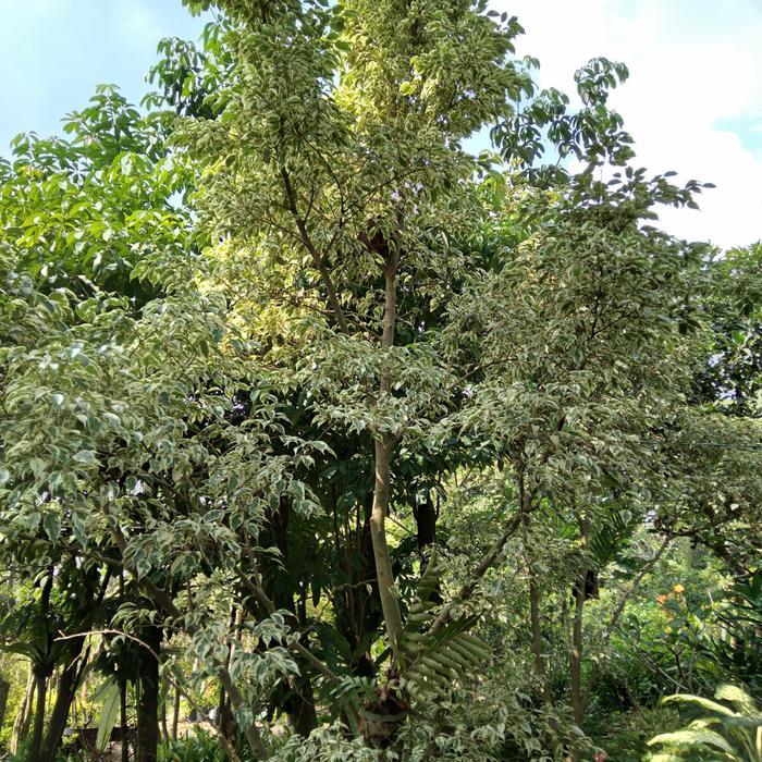 Tanaman hias, Pohon Beringin putih Varigata tinggi 3,5 Mtr.
