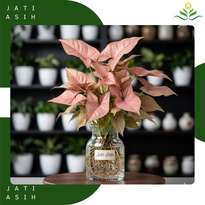 Tanaman Singonium Pink - Tanaman Hias Syngonium Pink Bunga Hias Singonium Merah Muda Tanaman Hidup S